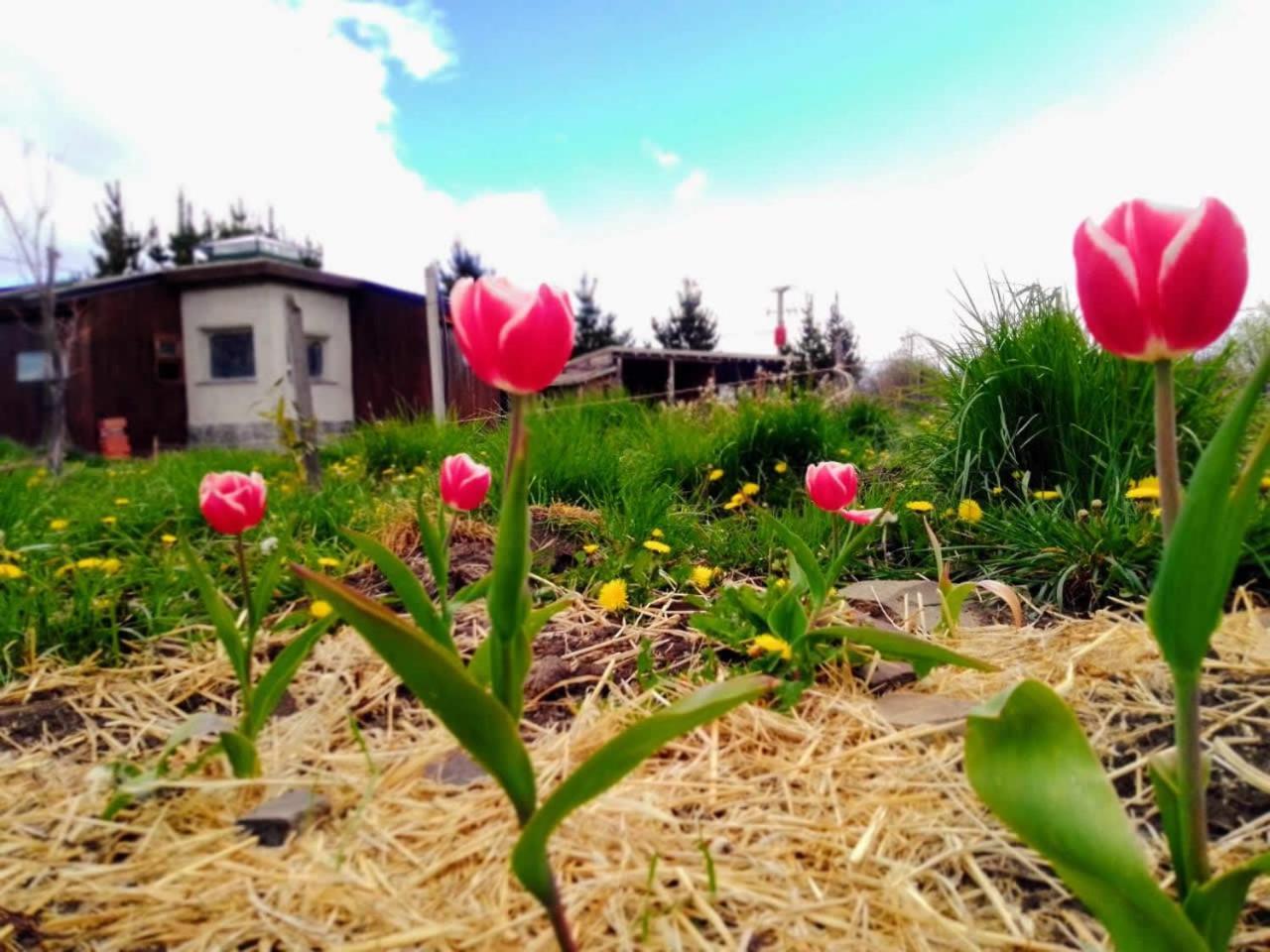 Arriba La Luna - Ecovilla Rural เตรเวลิน ภายนอก รูปภาพ
